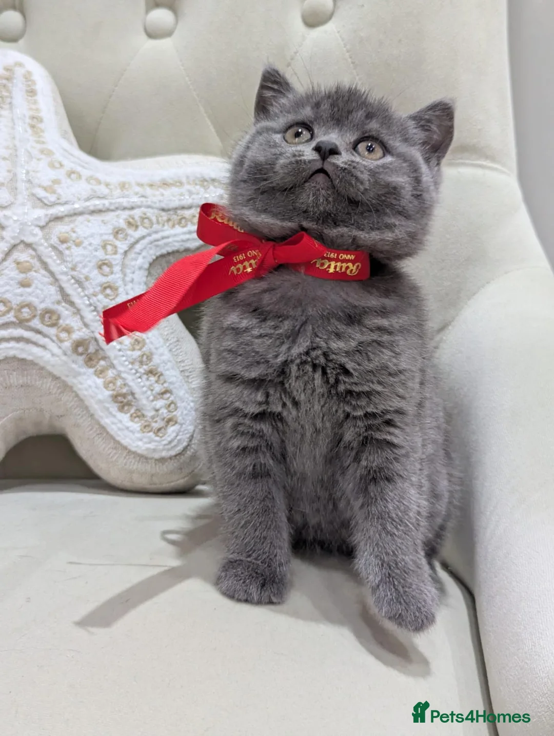 British Shorthair cats for sale: Amazing British shorthaired kittens  - Advert 7