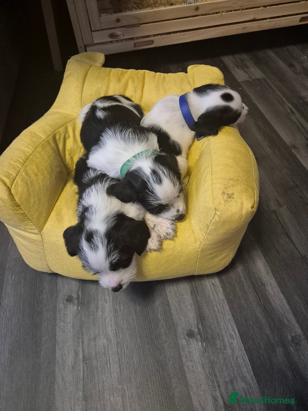 Mixed Breed dogs for sale: 2 beautiful babies - Image 4