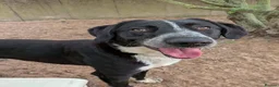 Mixed Breed dogs for adoption: Meet Chase, currently residing in Cheshire  - Advert 5