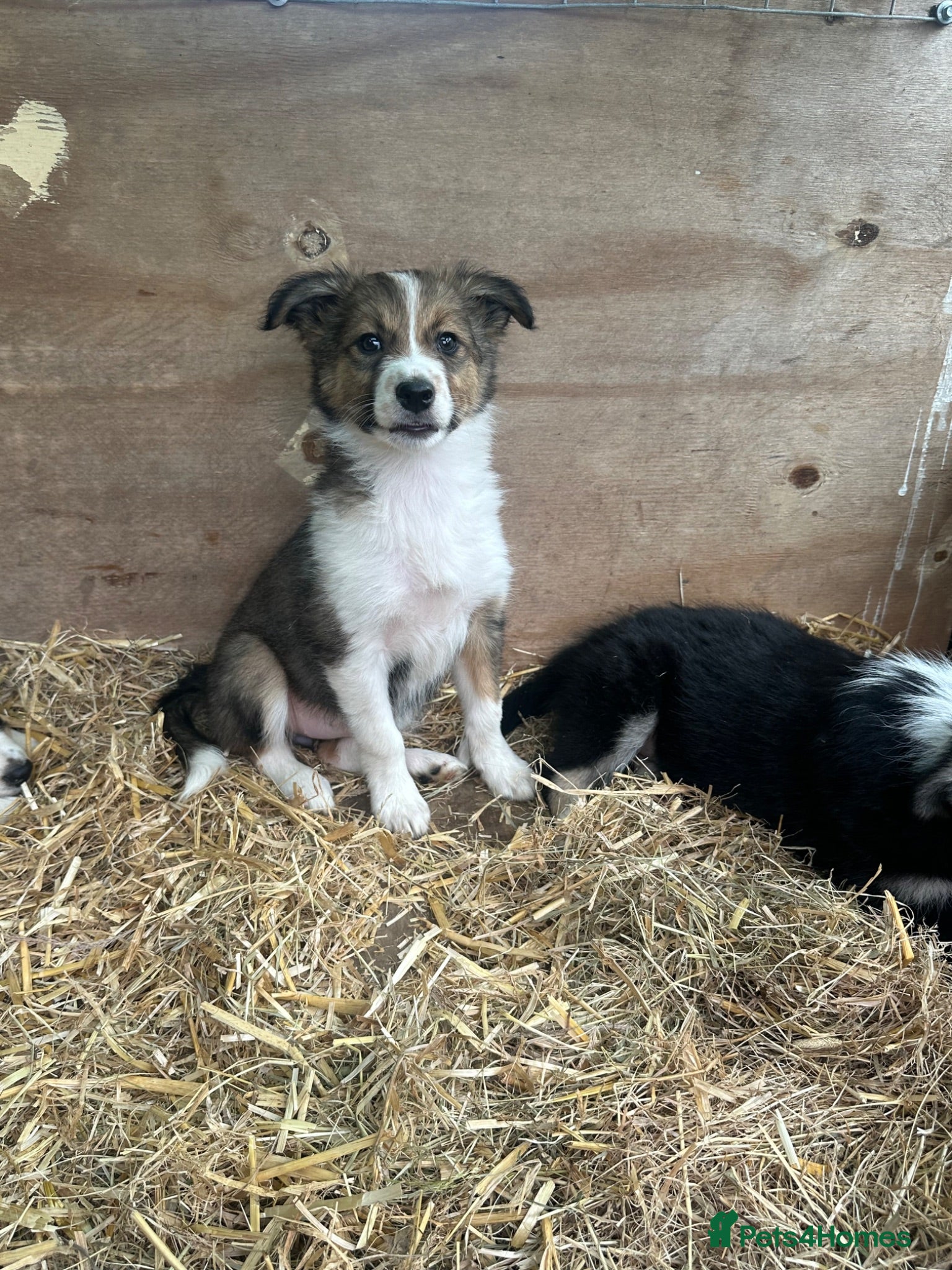 Border Collie dogs Beautiful border collie puppies for sale  - Advert 14