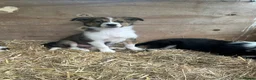 Border Collie dogs for sale: Beautiful border collie puppies for sale  - Advert 1