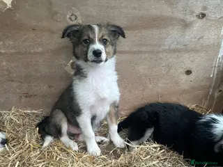 Border Collie dogs Beautiful border collie puppies for sale - Advert 14
