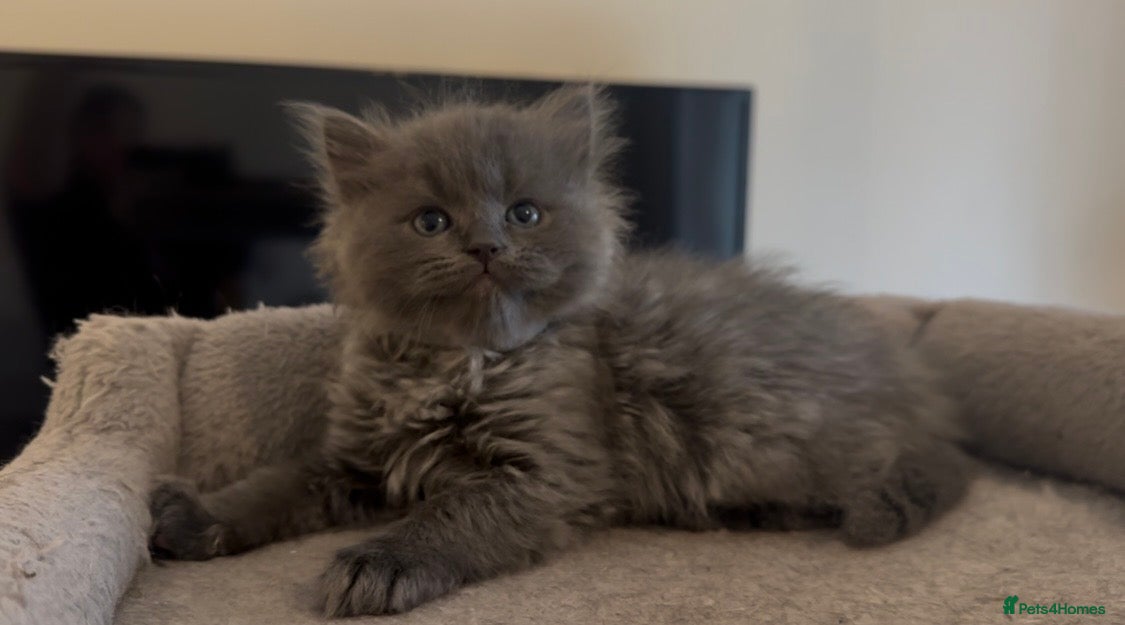 Perdoll cats DOLLFACE PERDOLL (PERSIAN-RAGDOLL) KITTENS - Advert 1