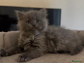 Perdoll cats DOLLFACE PERDOLL (PERSIAN-RAGDOLL) KITTENS - Advert 2