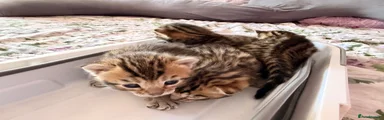 Bengal 3