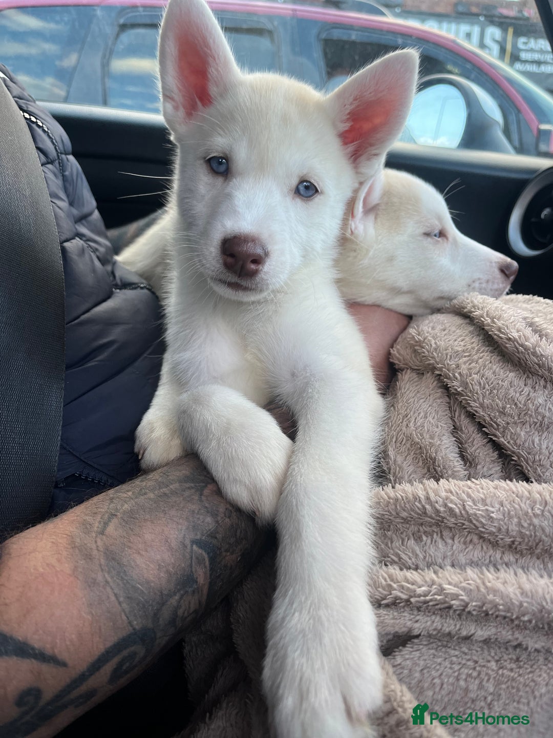 Siberian Husky dogs for sale: Beautiful Siberian Huskies- Last 4 Reduced!! - Image 3