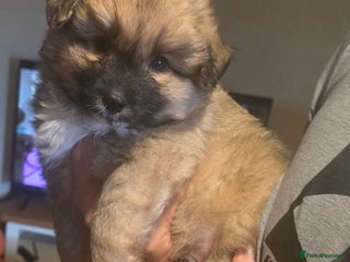 Pomsky dogs - Advert 1