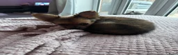 Pomchi dogs for sale: Pomchi girl ❤️ - Advert 3