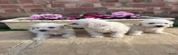 Westiepoo dogs for sale: Westie-poos  in Middlesbrough - Advert 4
