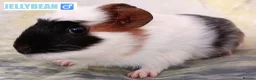 Guinea Pig rodents for sale: Muffin & Friends 🧁 – 6 Baby Guinea Pigs ❤️ - Advert 7