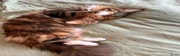 Maine Coon cats for sale: Stunning GCCF Maine Coons available  - Advert 36