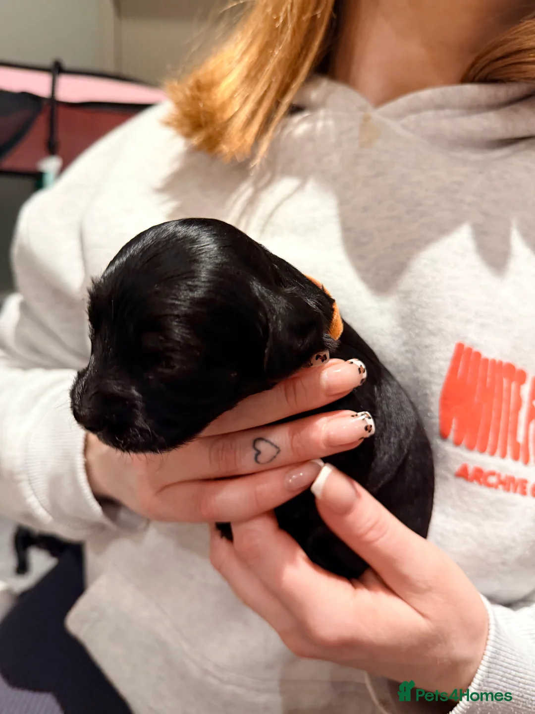 Mixed Breed dogs for sale: Loodlepoo Puppies  - Advert 11