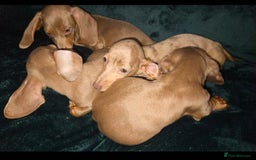 Miniature Dachshund dogs for sale: adorable littel puppies - Image 4