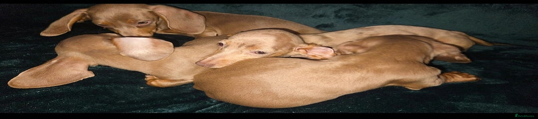 Miniature Dachshund Puppy 4