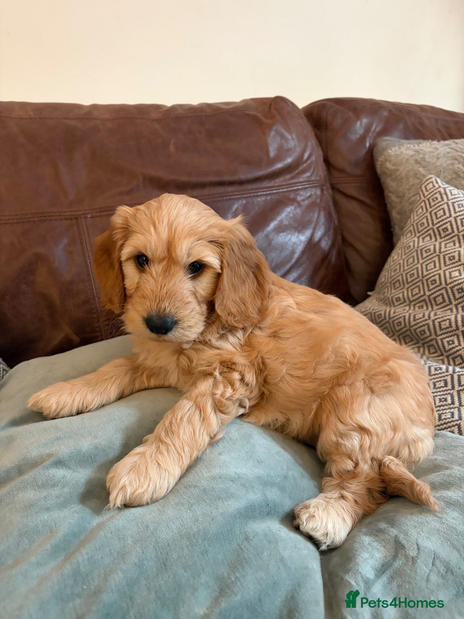 Mixed Breed dogs Cockapoo × Australian Labradoodle Puppies  - Advert 3