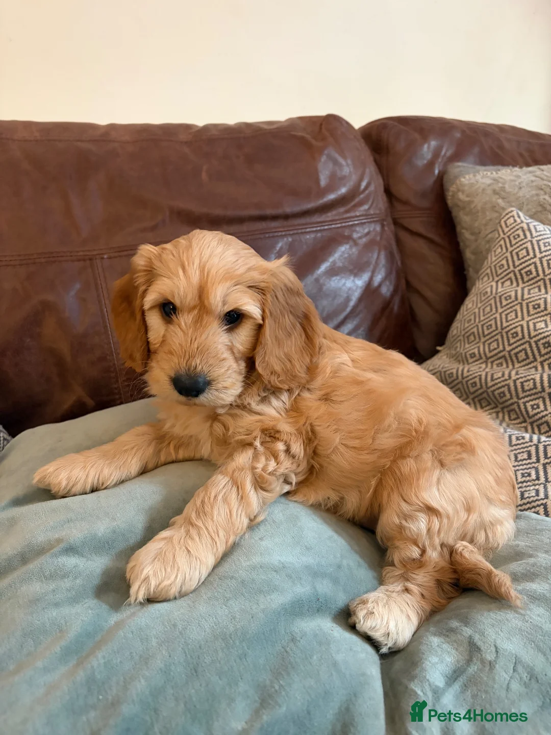 Mixed Breed dogs for sale: Cockapoo × Australian Labradoodle Puppies  in Redruth - Advert 1
