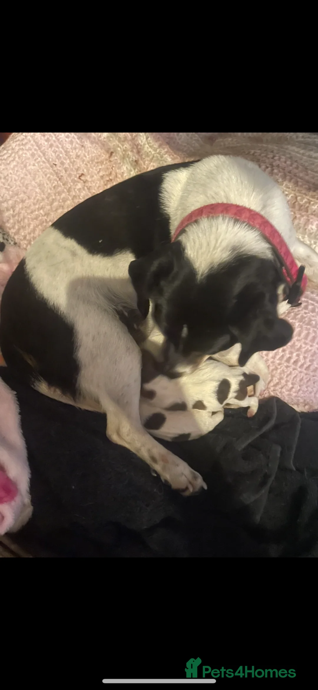Jack Russell dogs for sale: 3 stunning full bred Jack Russell puppies in Staines - Advert 1
