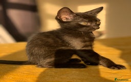 Bengal cats for sale: Ready to leave 3 left, 3/4 Bengal Kittens Rosetted - Image 2