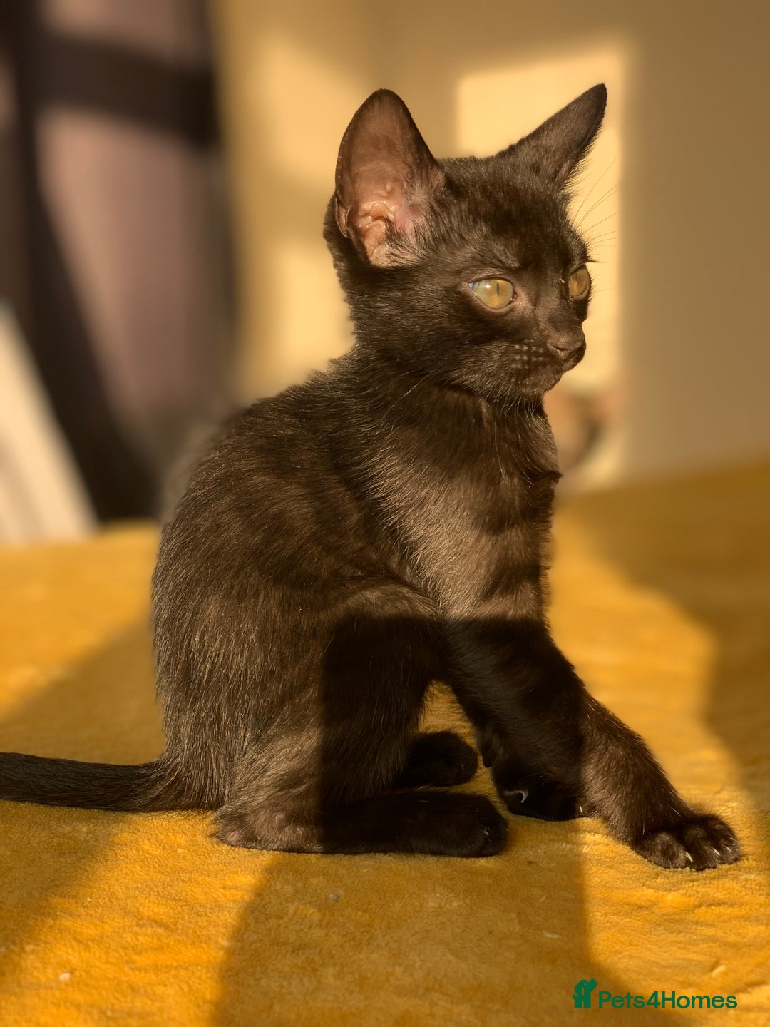 Bengal cats for sale: Ready to leave 3 left, 3/4 Bengal Kittens Rosetted - Image 2