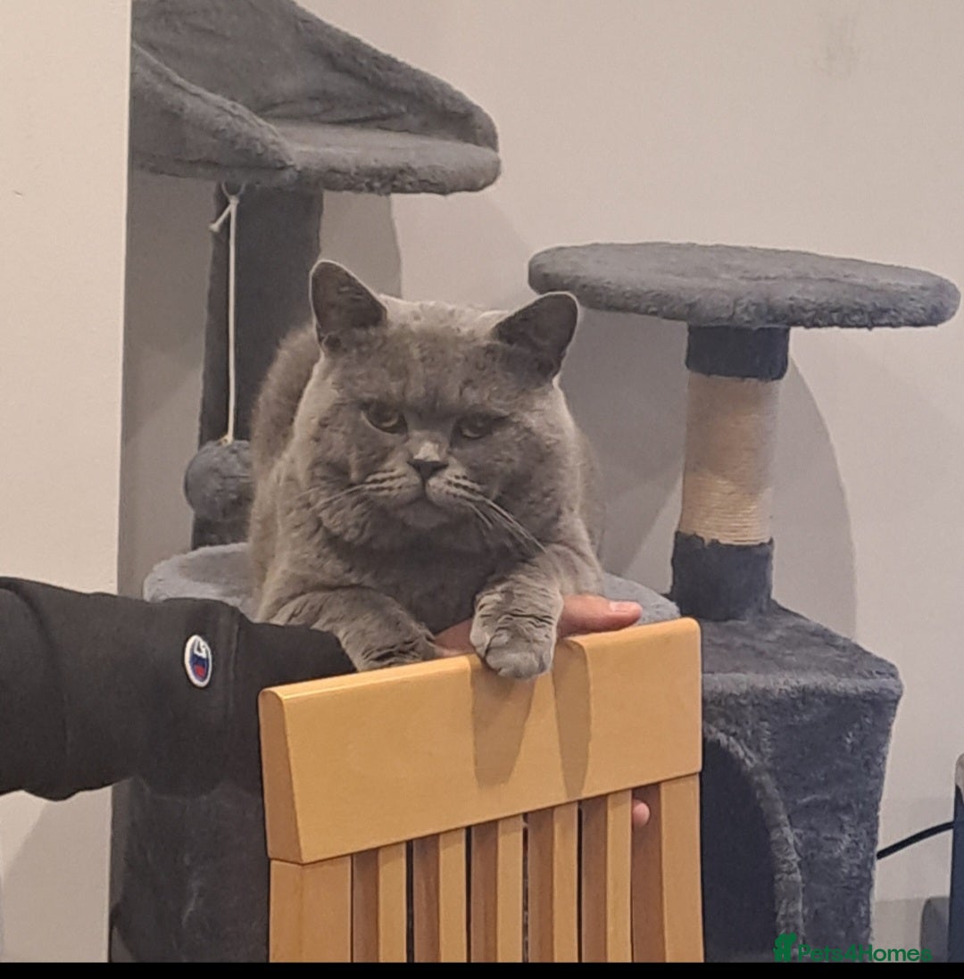 British Shorthair cats for stud: Stud duties British shorthair purebred - Image 1