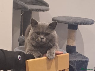 British Shorthair cats - Advert 31