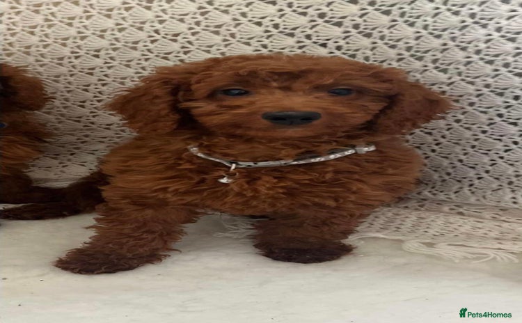 Cavapoo dogs in Goole - Advert 1