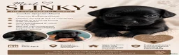 Mixed Breed dogs for sale: Cockerbull - Advert 2
