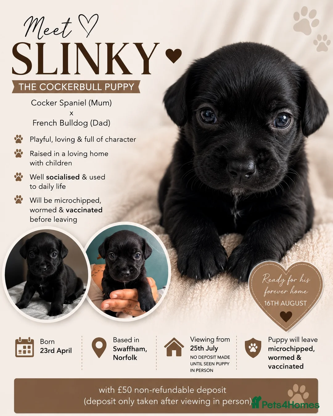 Mixed Breed dogs for sale: Cockerbull - Advert 2