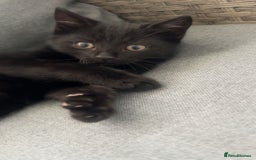 Mixed Breed cats for sale: Beautiful Black Kitten - Image 2