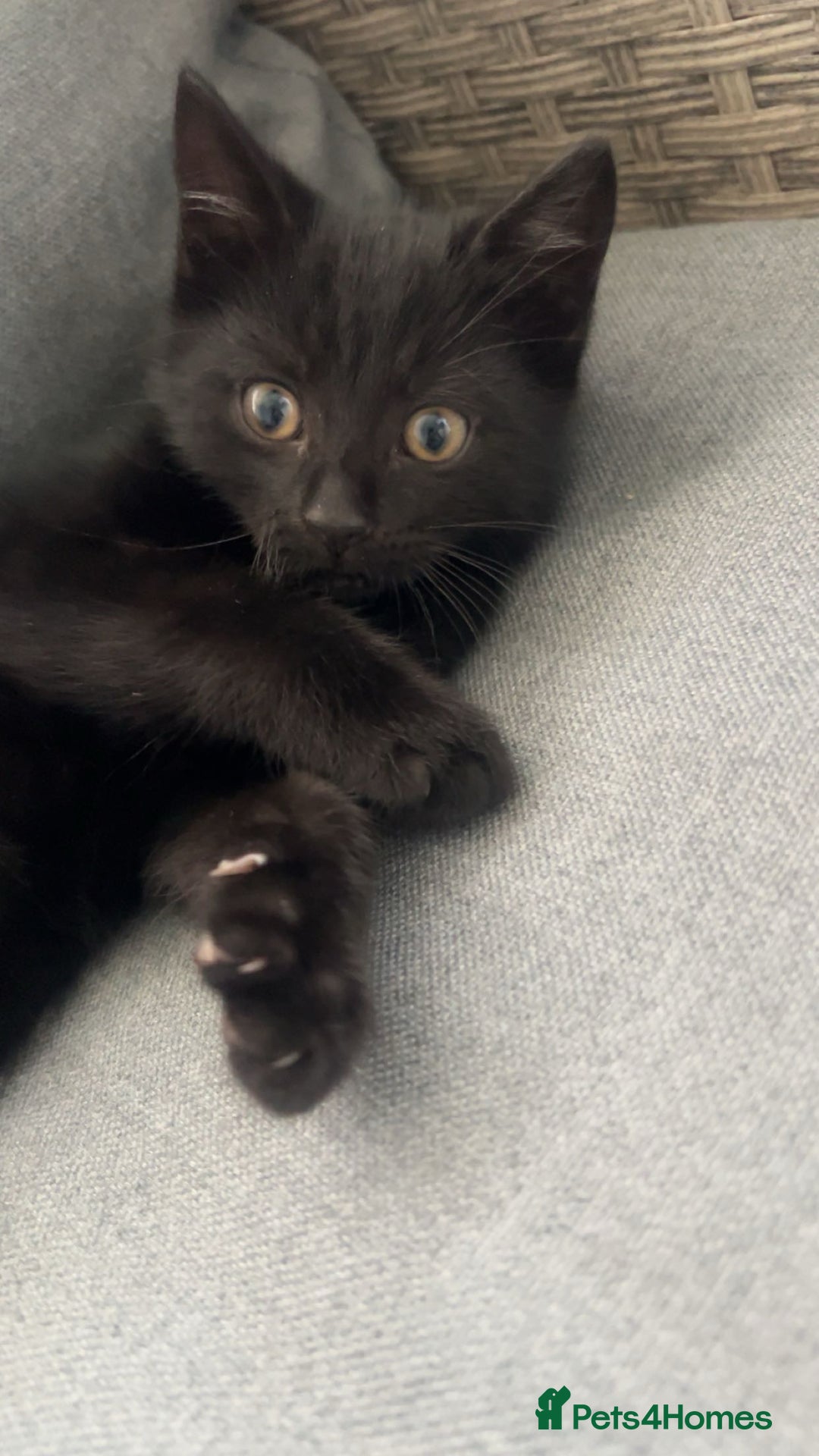 Mixed Breed cats for sale: Beautiful Black Kitten - Image 2