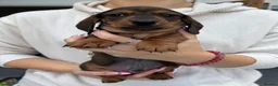 Miniature Dachshund dogs for sale: Miniature Dachshund Long & Smooth coats PRA clear - Advert 10