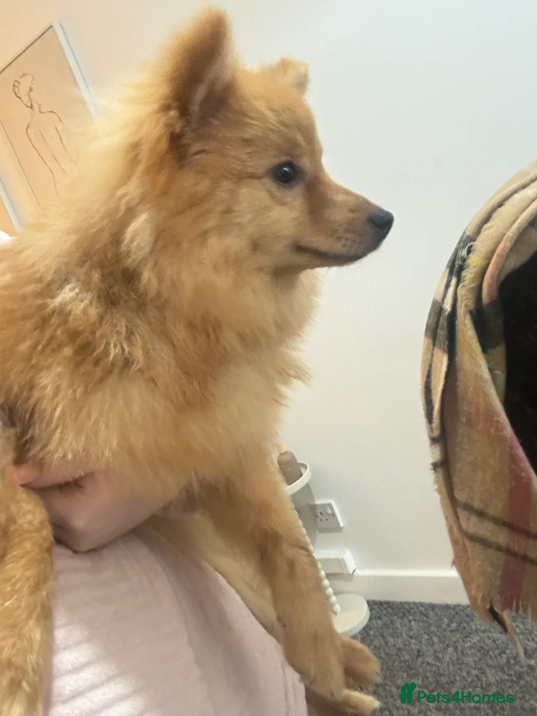 Pomeranian dogs for sale: Fox face Pomeranian  - Advert 2