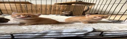 Mixed Breed cats for sale: Unique litter of kittens  in Colchester - Advert 7