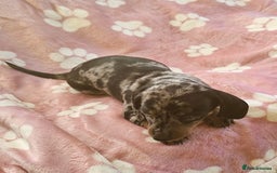 Miniature Dachshund dogs for sale: Miniature Dachshunds Puppies - Image 2