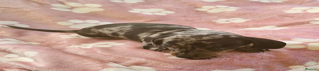 Miniature Dachshund Puppy 1