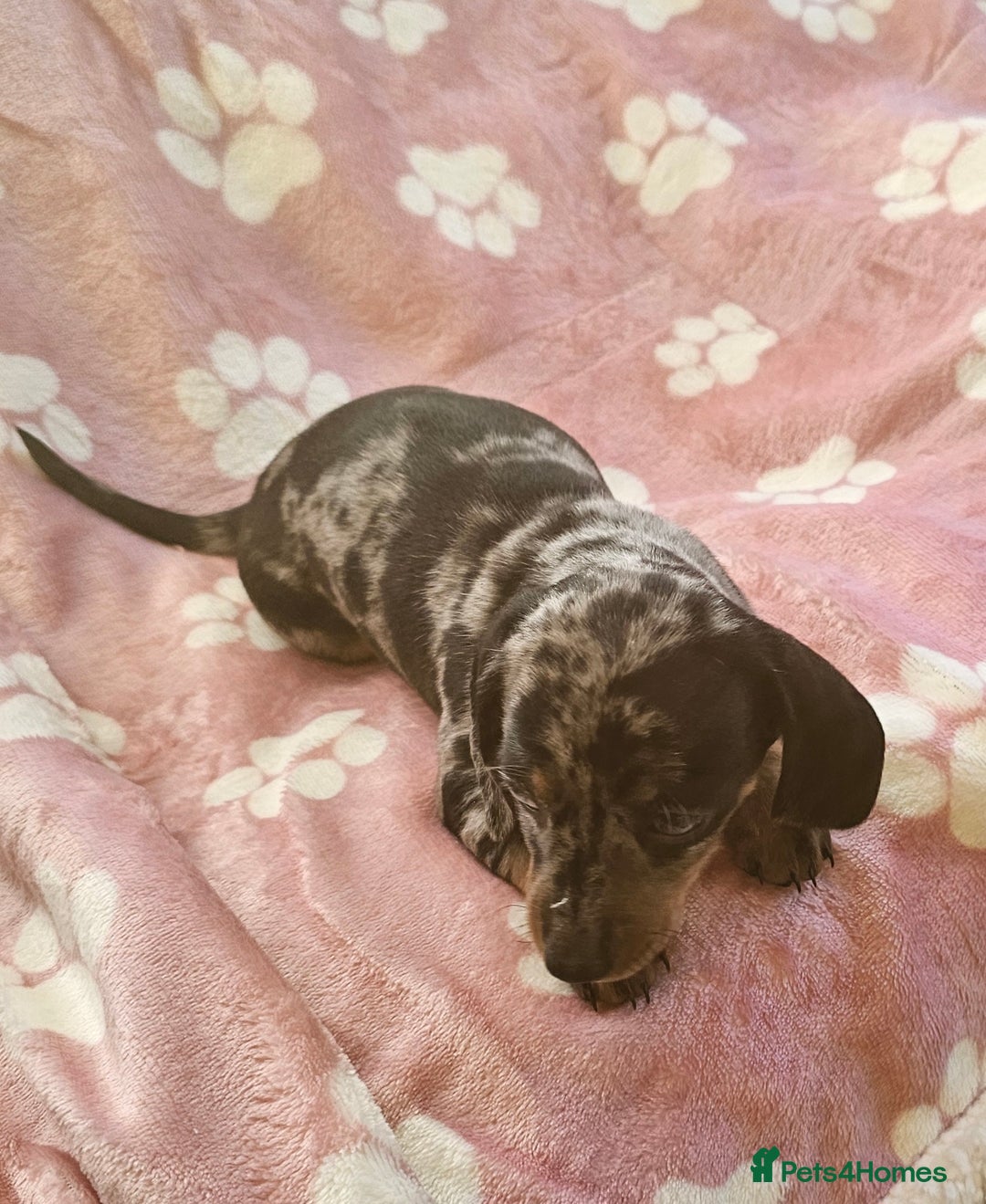 Miniature Dachshund dogs for sale: Miniature Dachshunds Puppies - Image 2