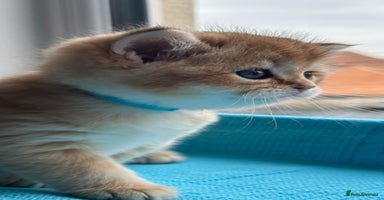 British Shorthair cats - Advert 14