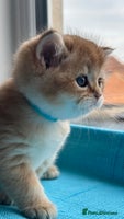 British Shorthair cats - Advert 14