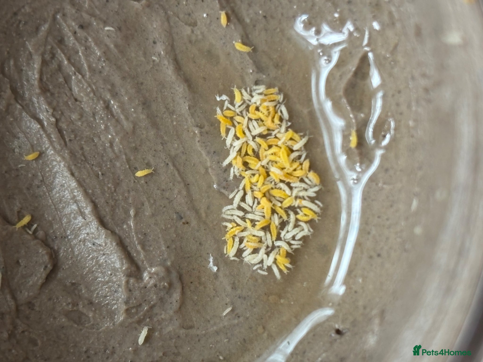 Isopods invertebrates Ceratophysella isabellae "Yellow" Spring tails  - Advert 1
