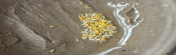Isopods invertebrates for sale: Ceratophysella isabellae "Yellow" Spring tails  - Advert 1