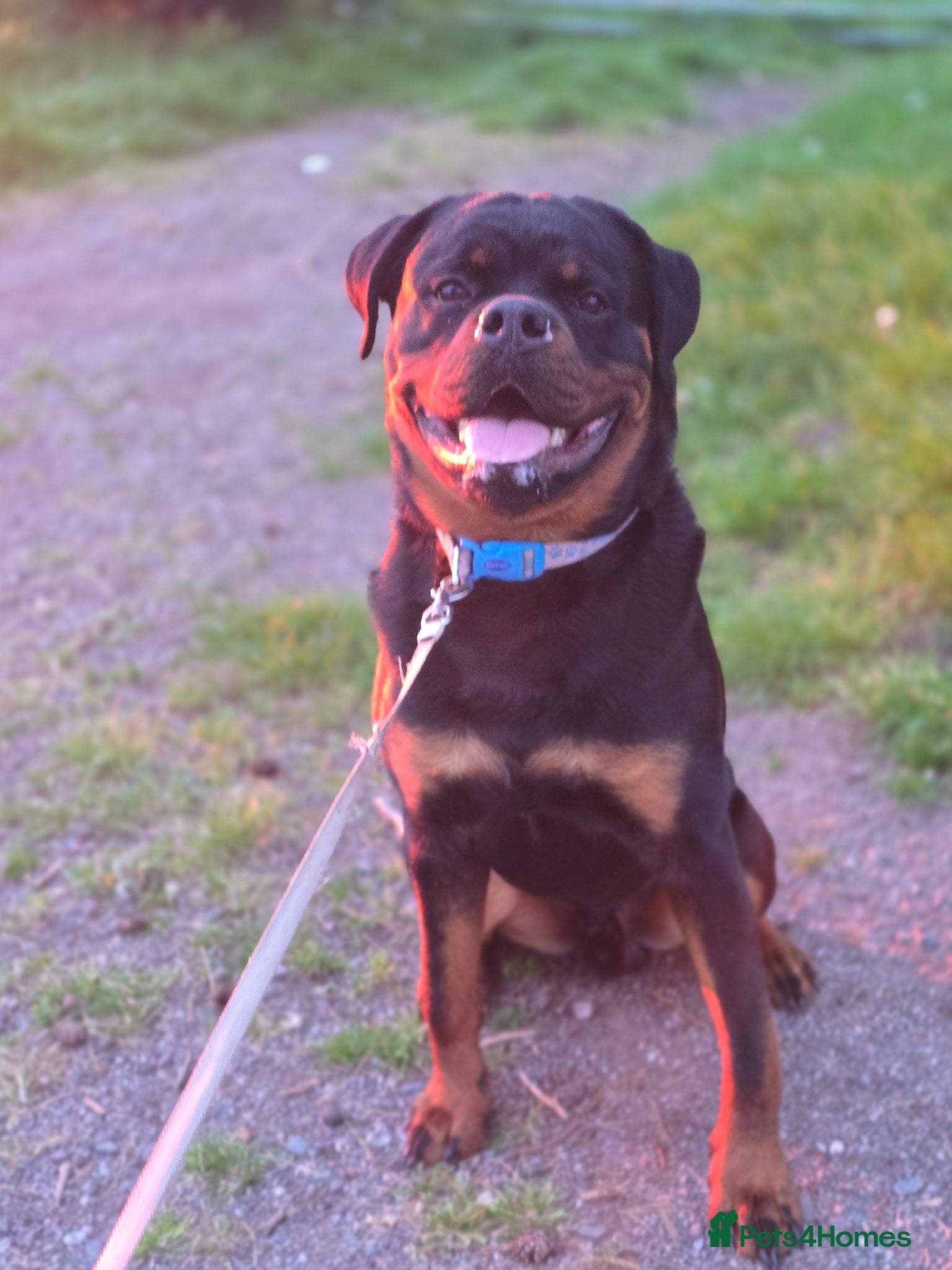 Rottweiler dogs 11 month old german rottweiler  - Advert 2