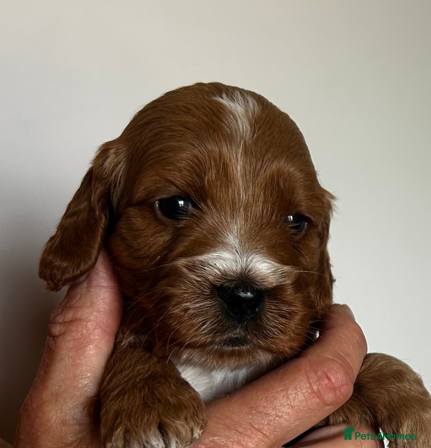 Cockapoo dogs Beautiful F1 Cockapoo Pups - Advert 1