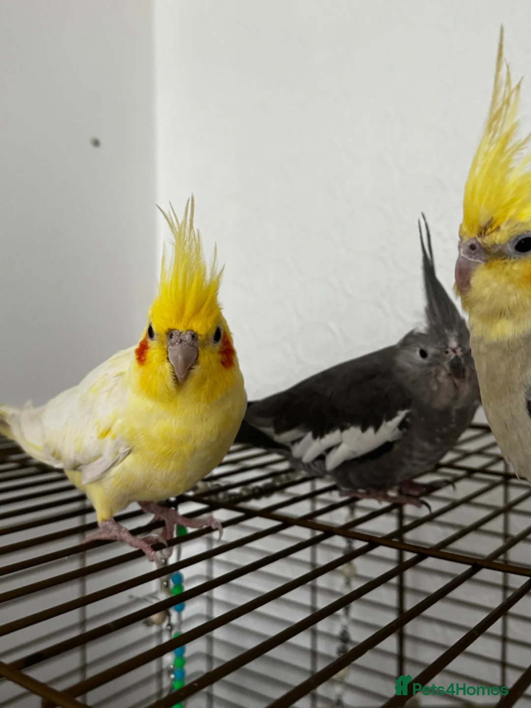 Cockatiels birds for sale: 3 aviary cockatiels for sale in Liverpool - Advert 2