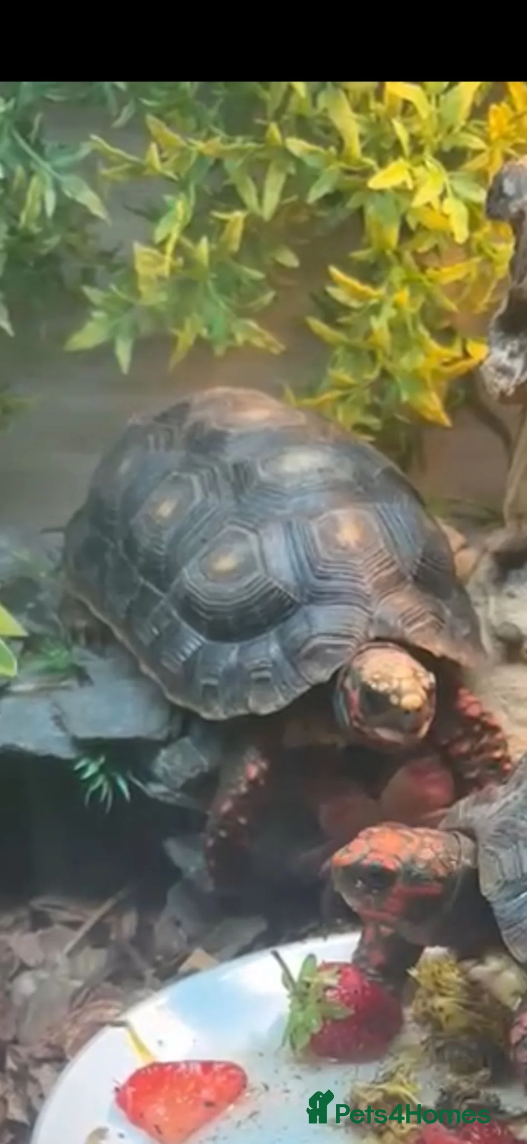 Tortoise reptiles for sale: Red footed tourtise  in Birmingham - Advert 2