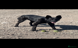 German Shepherd dogs for sale: German shepherd puppies  - Image 13