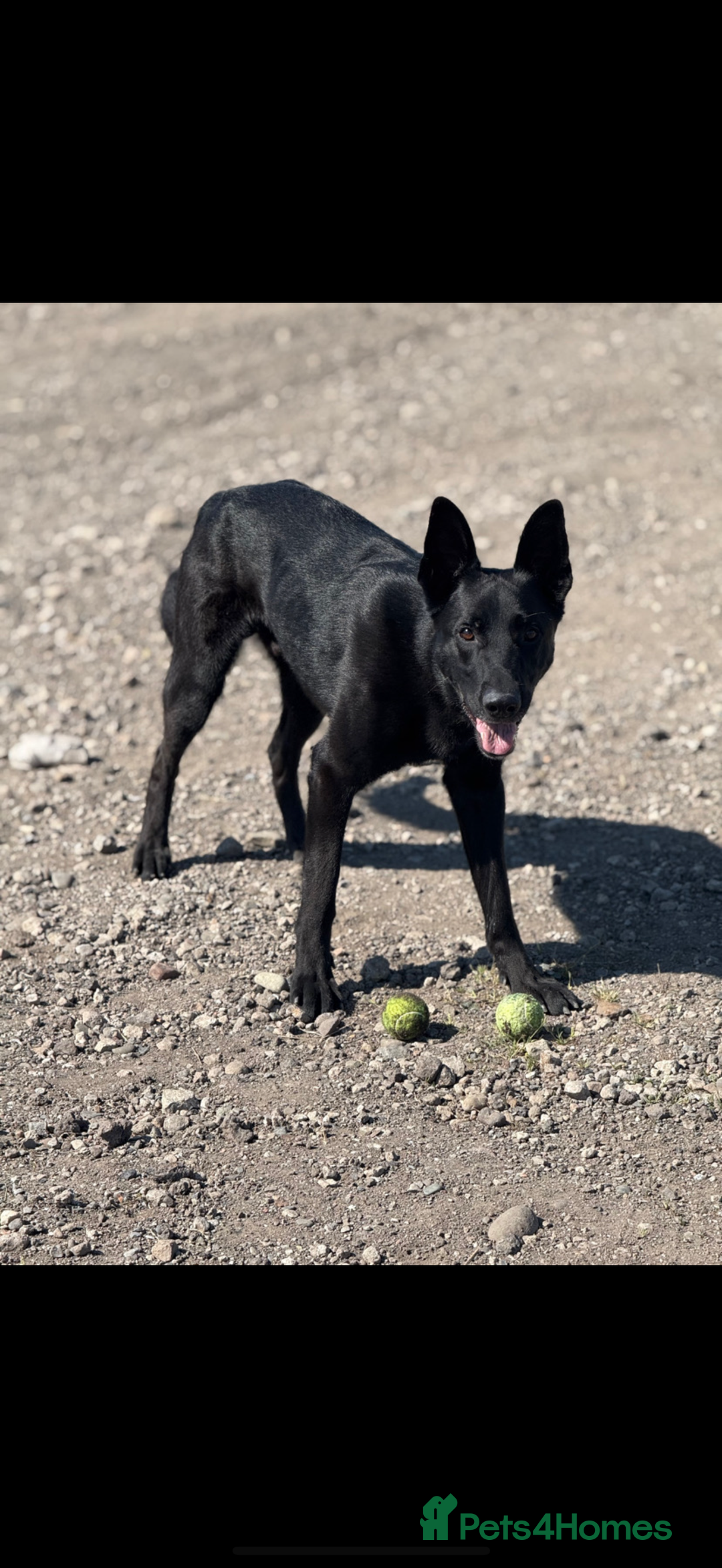 German Shepherd dogs for sale: German shepherd puppies  - Image 13