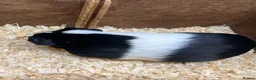 Guinea Pig rodents for sale: Female/Sow Dutch Guinea pigs - Advert 5