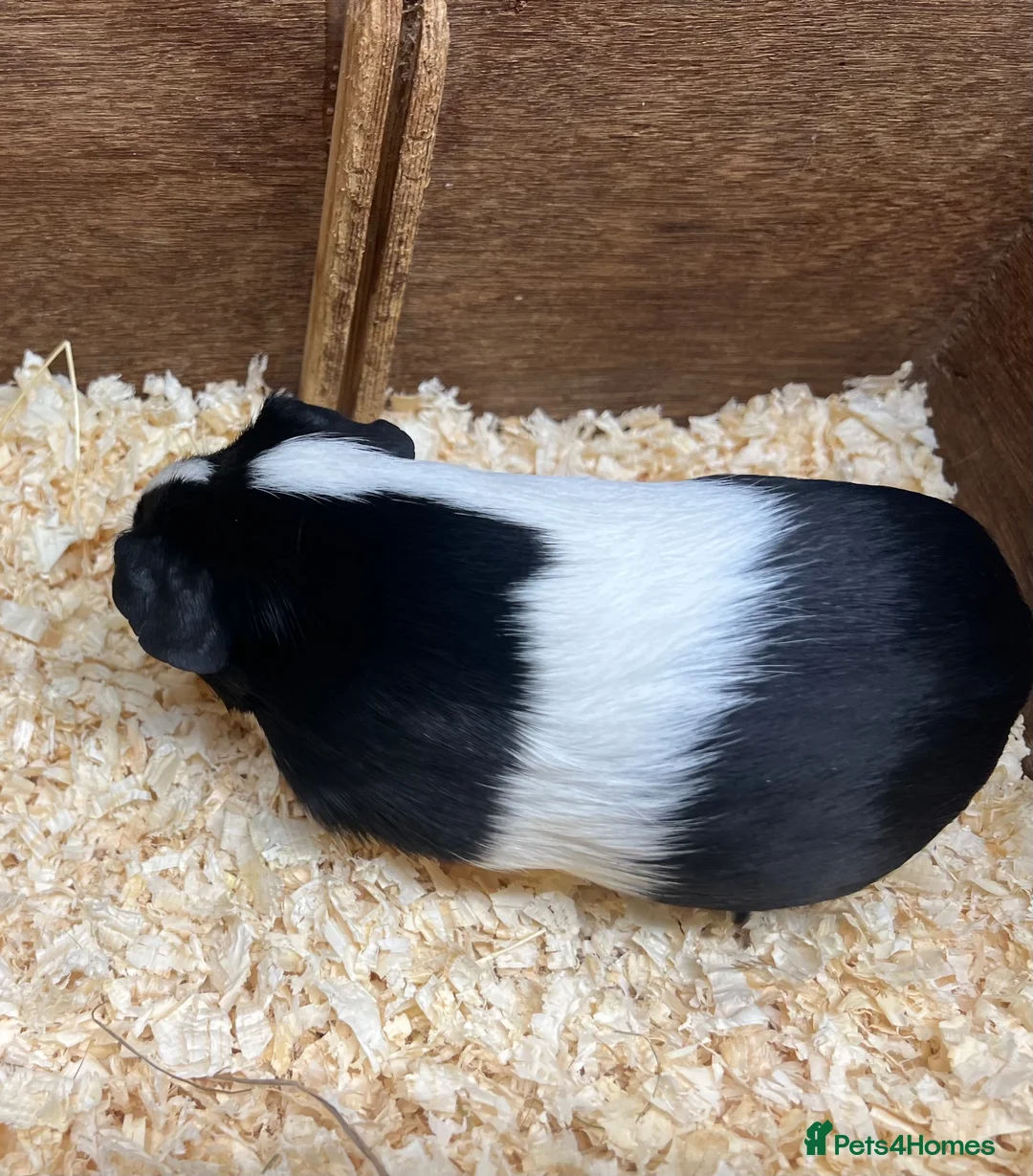 Guinea Pig rodents for sale: Female/Sow Dutch Guinea pigs - Advert 5