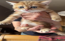 British Shorthair cats for sale: 1 TICA REG BSH GOLDEN COLOURPOINT POINT  - Image 17