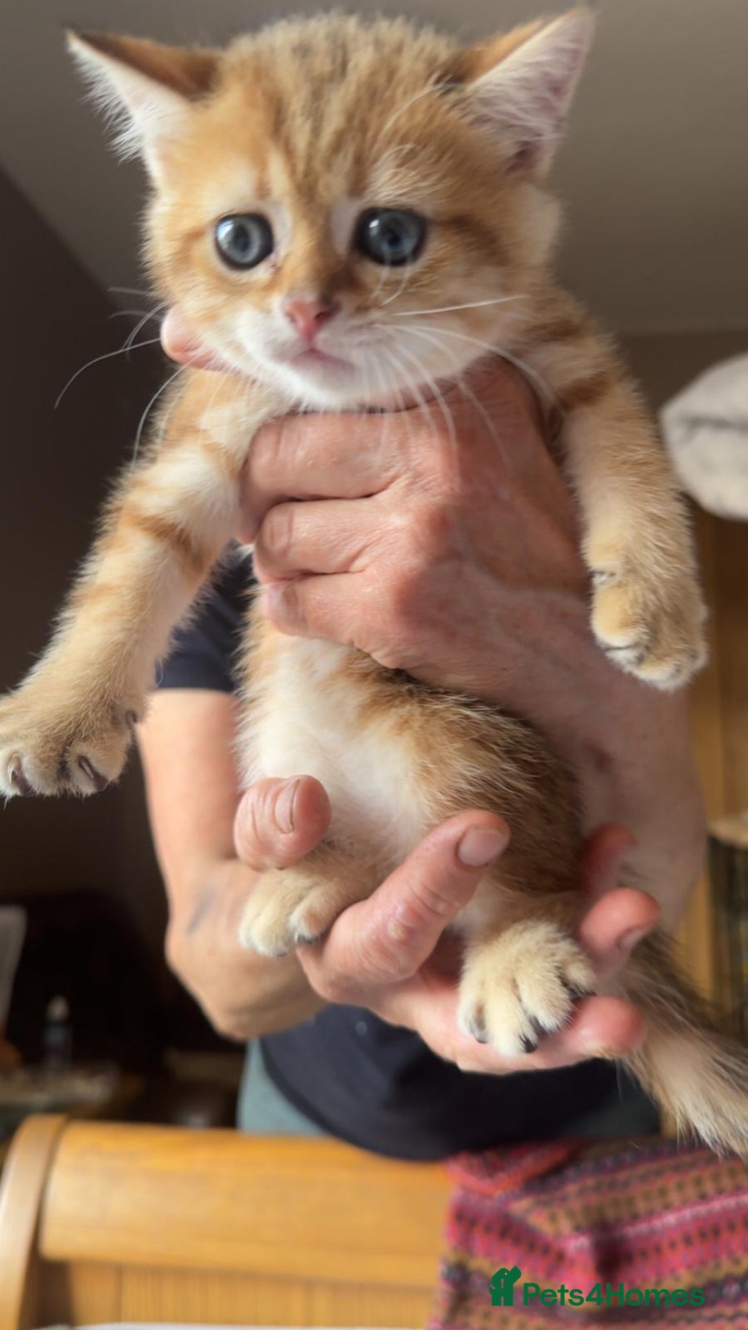 British Shorthair cats for sale: 1 TICA REG BSH GOLDEN COLOURPOINT POINT  - Image 17